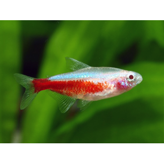 Kardinaaltetra Albino