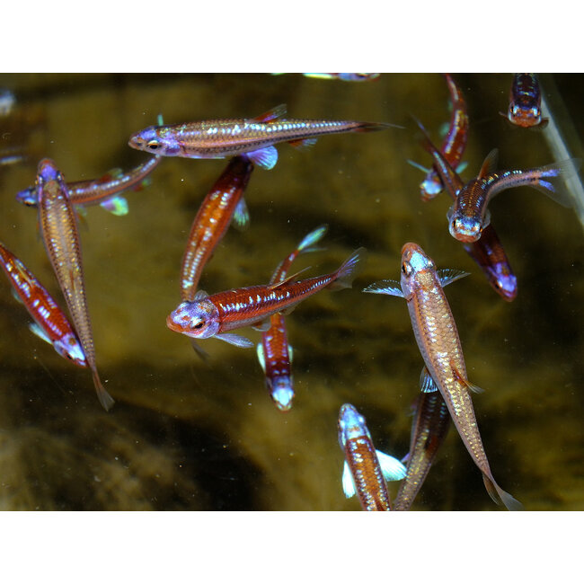 Rainbowshiner - Notropis Chrosomus