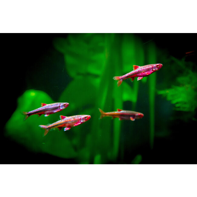 Rainbowshiner - Notropis Chrosomus