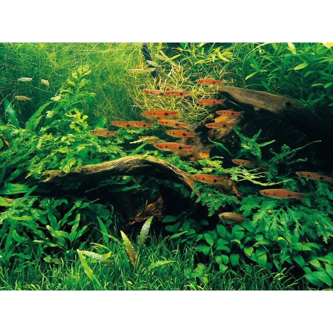 Clown Rasbora - Rasbora Kalochroma