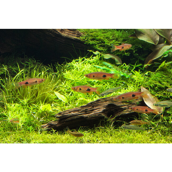 Clown Rasbora - Rasbora Kalochroma