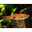 Clown Rasbora - Rasbora Kalochroma