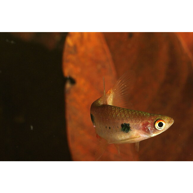 Clown Rasbora - Rasbora Kalochroma
