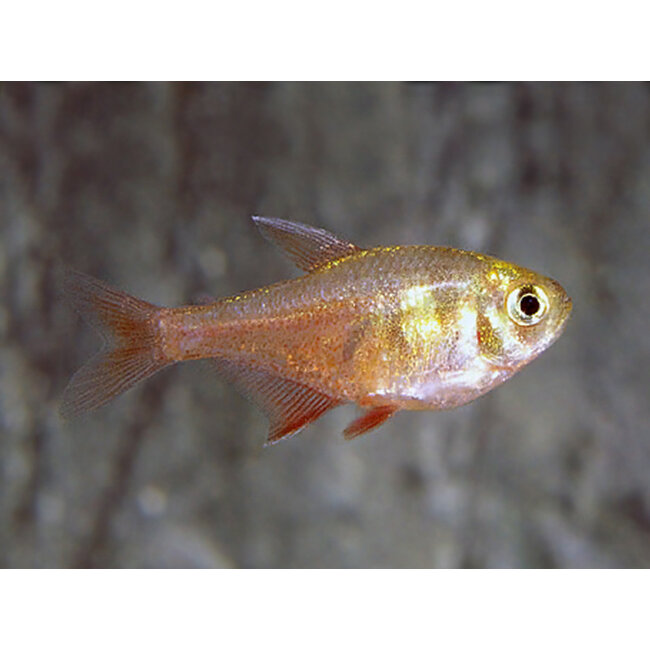 Rode Rio (Diamant) - Hyphessobrycon Flammeus