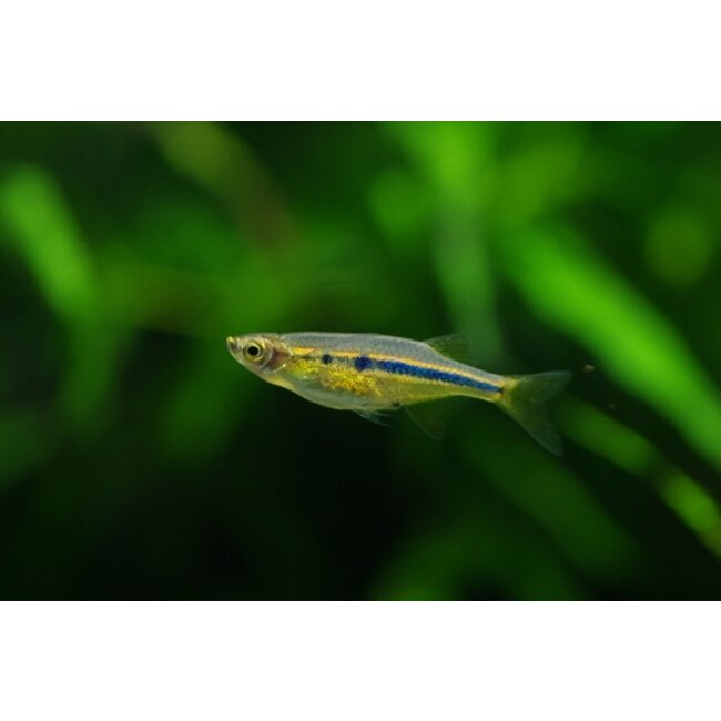 Angel Eyes - Laubuka Dadiburjori