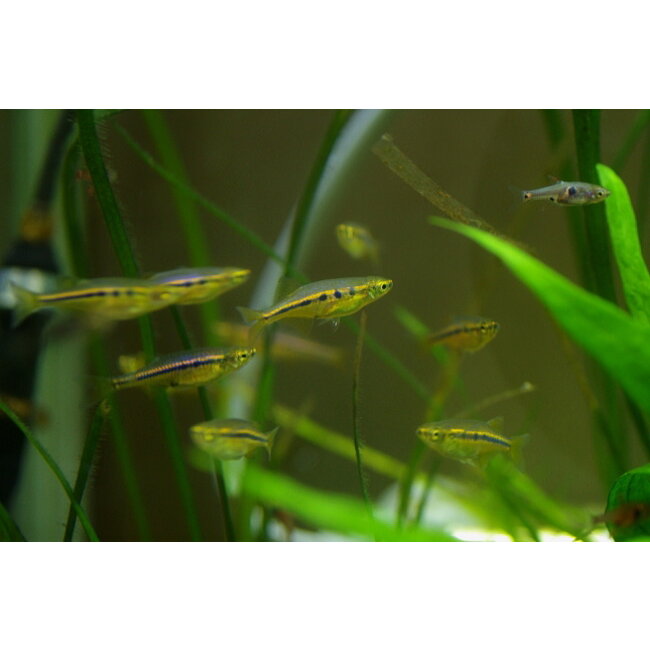 Angel Eyes - Laubuka Dadiburjori