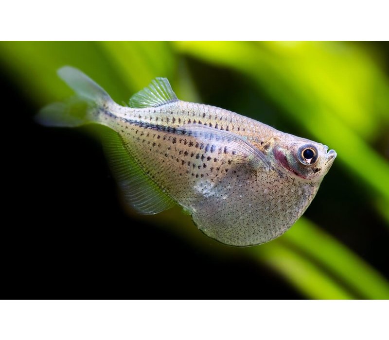 Silver Hatchetfish - Gasteropelecus Sternicla