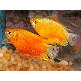 Diklip Gourami Goud