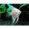 Angelfish Platinum Blue - Pterophyllum “Scalare”