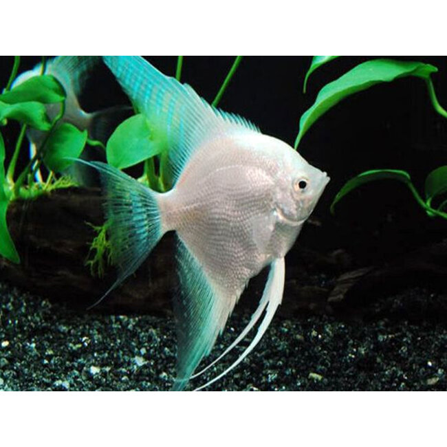 Maanvis Platina Blue - Pterophyllum “Scalare”