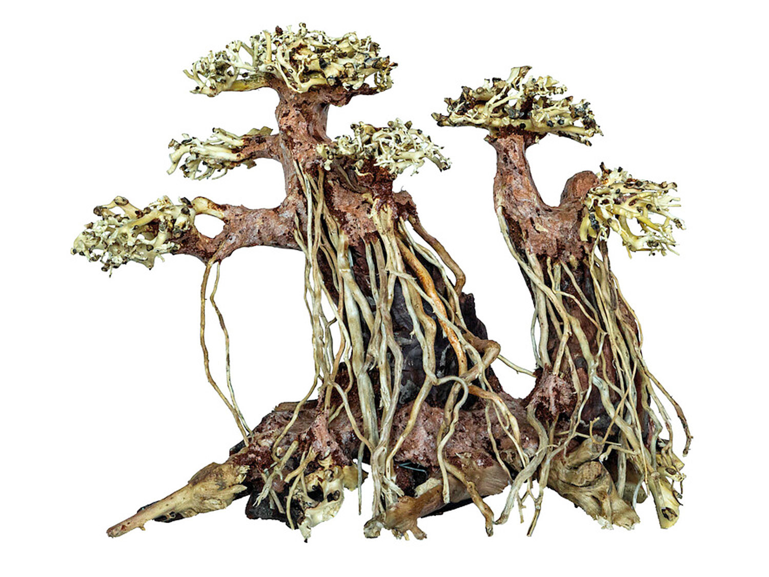 Superfish Bonsai Twin Tree Aqua Natura