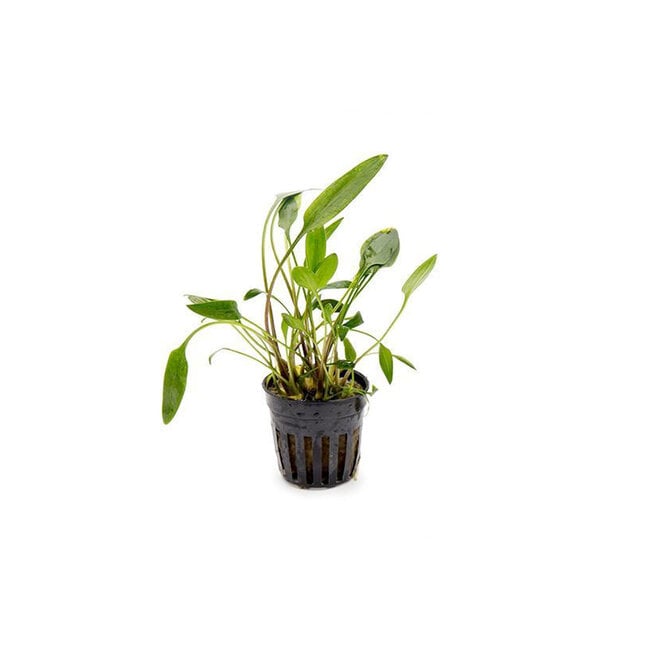 Cryptocoryne Lutea