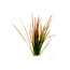 Vallisneria Spiralis Red