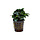 Anubias Nana Bonsai