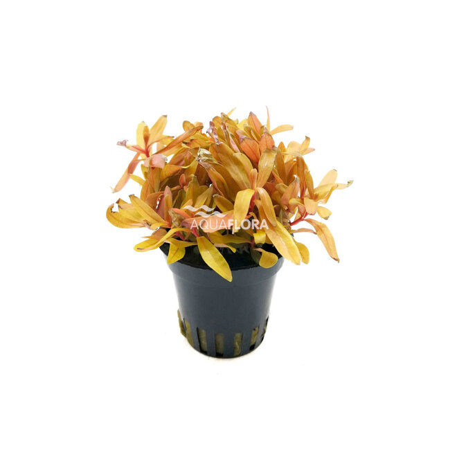 Nesaea Pedicellata "Golden"