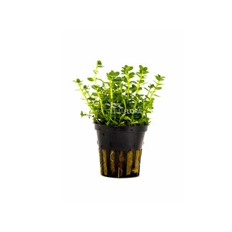 Rotala Sp. Green