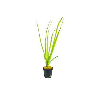 Vallisneria Spiralis