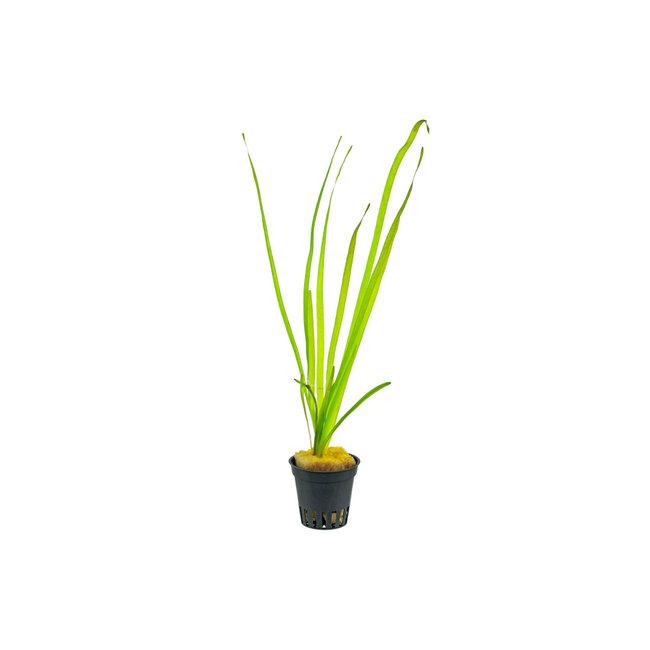 Vallisneria Spiralis