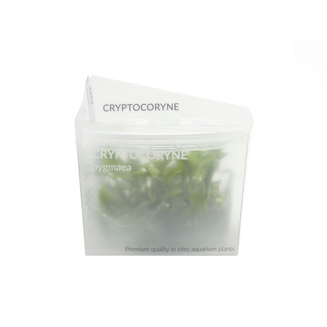Cryptocoryne Pygmaea