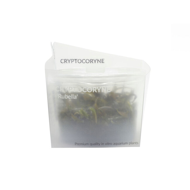 Cryptocoryne 'Rubella'