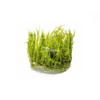 Aquaflora Taxiphyllum Alternans 'Taiwan Moss'