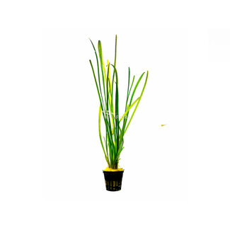 Aquaflora Vallisneria Spiralis 'Leopard'