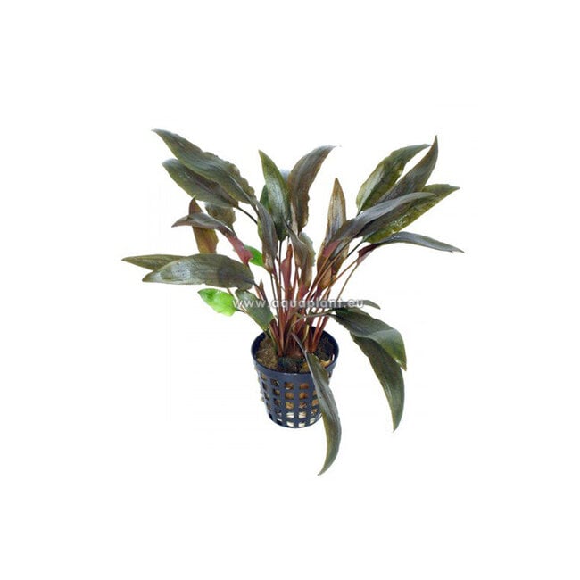 Cryptocoryne sp. Red