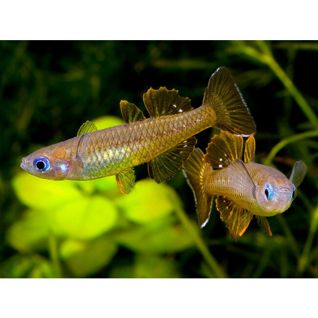 Pseudomugil Tenellus - Delicate Blue-Eye