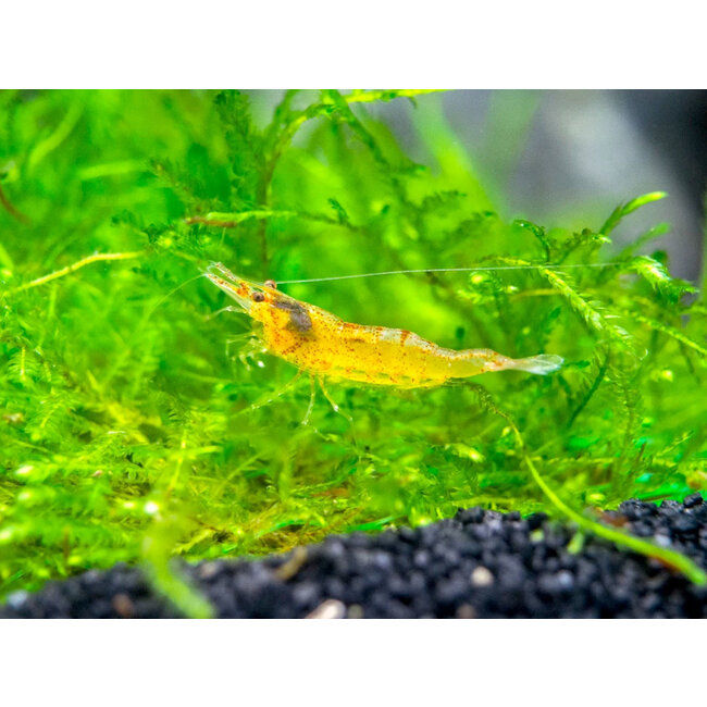 Caridina sp. Propinqua Garnaal