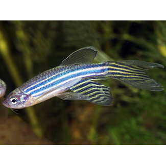 Zebra Danio Sluier