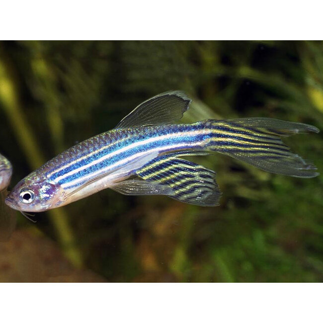 Zebra Danio Sluier - Brachydanio Rerio