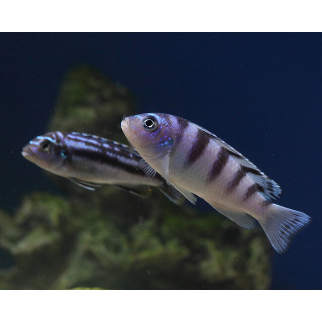 Melanochromis Johannii