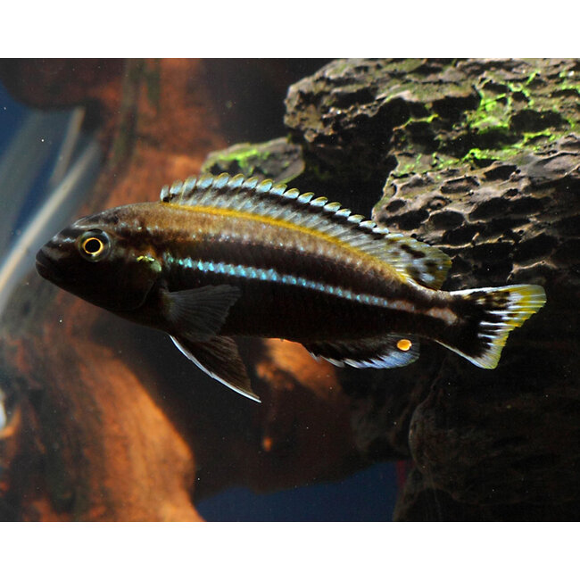 Melanochromis Auratus