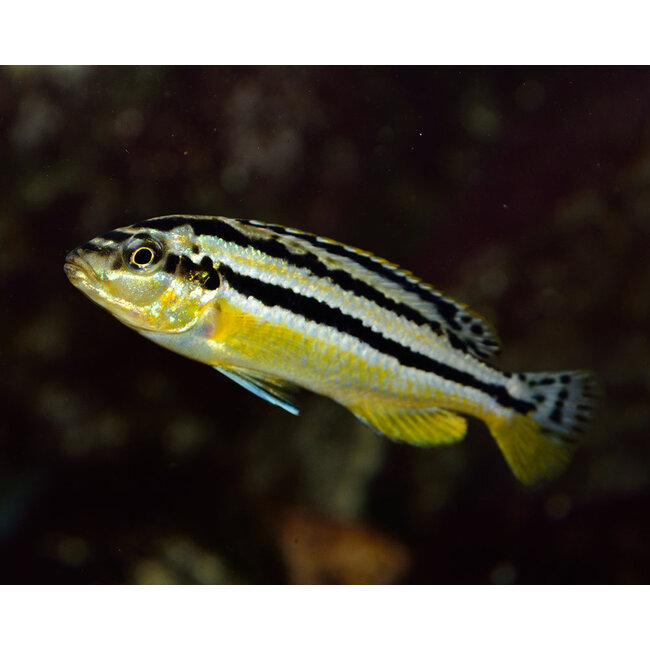 Melanochromis Auratus