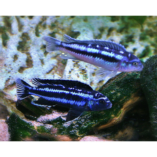 Melanochromis Maingano