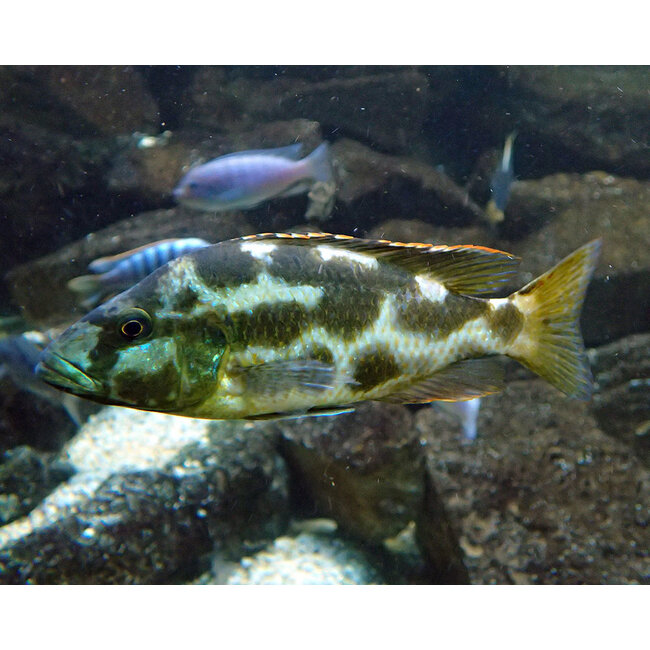 Nimbochromis Livingstonii