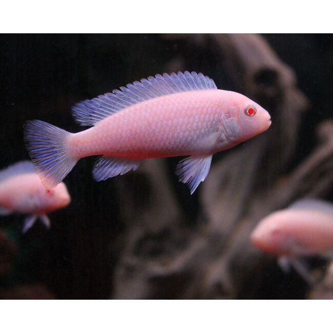 Pseudotropheus Socolofi White