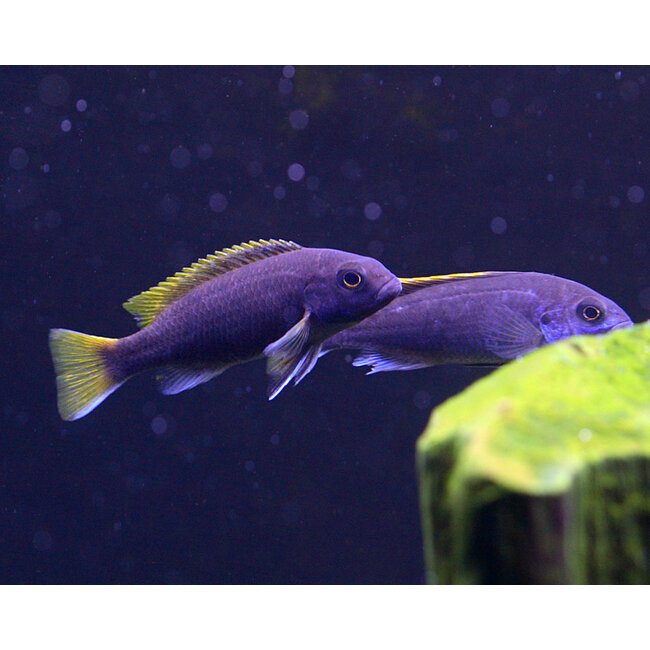 Pseudotropheus Acei