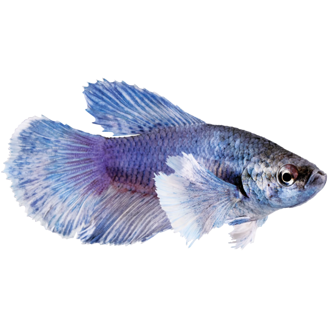 Elephant Ear Betta (Vrouw) - Betta Splendens