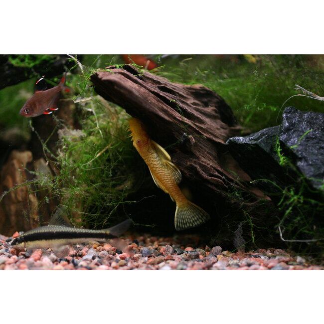 Ancistrus Temminckii (Gold / Red Eyes) - Ancistrus Temmincki (L144)