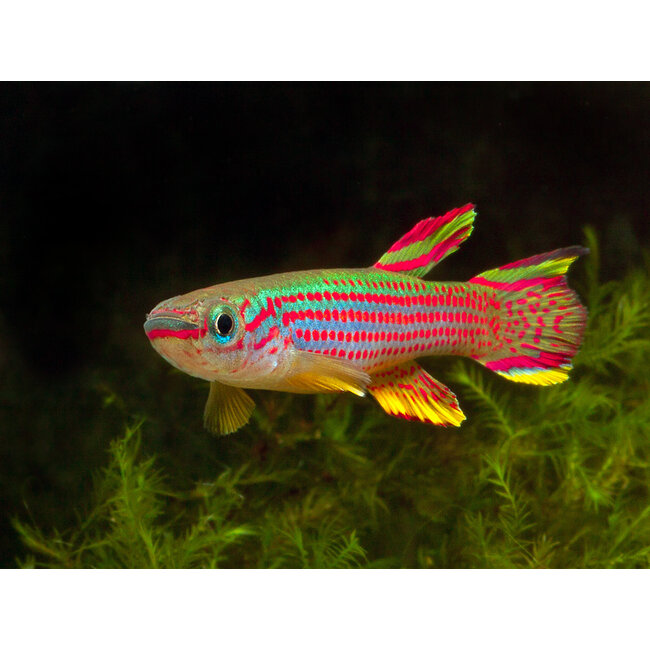 Aphyosemion Striatum - Red-Striped Killi