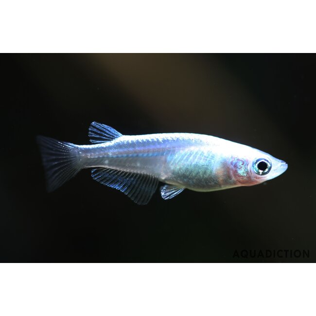 Rijstvisje Platinum - Oryzias Latipes
