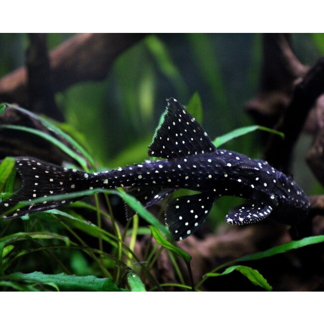 Acanthicus Adonis - Polka Dot Lyre Tail Pleco