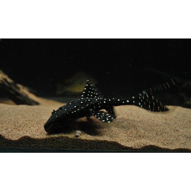 Acanthicus Adonis - Polka Dot Lyre Tail Pleco