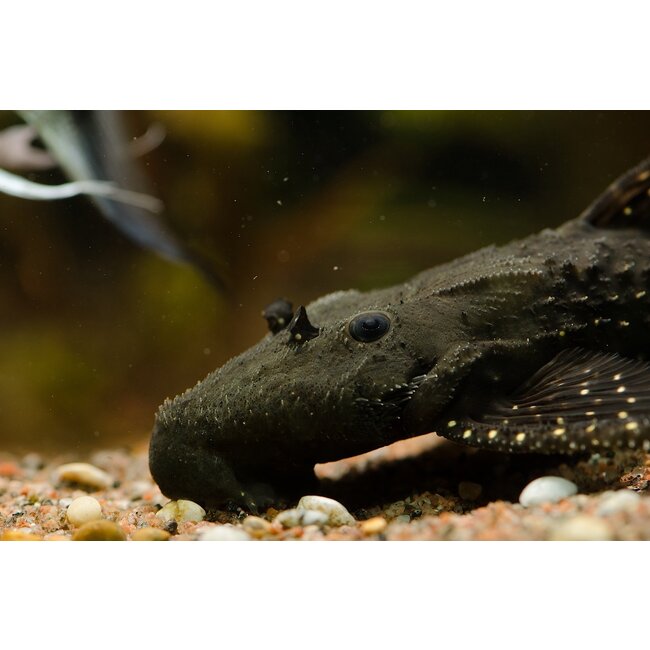 Acanthicus Adonis - Polka Dot Lyre Tail Pleco