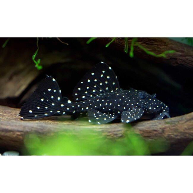 Leporacanthicus cf. galaxias - L240 - Galaxy Pleco