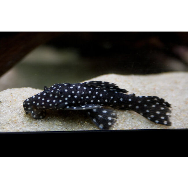 Leporacanthicus cf. galaxias - L240 - Galaxy Pleco