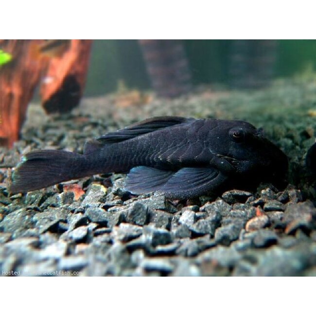 Baryancistrus Beginni sp. Blue - L239 - Blue Panaque