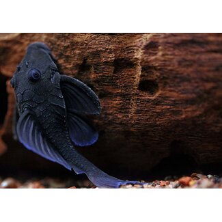 Baryancistrus Beginni sp. Blue - L239