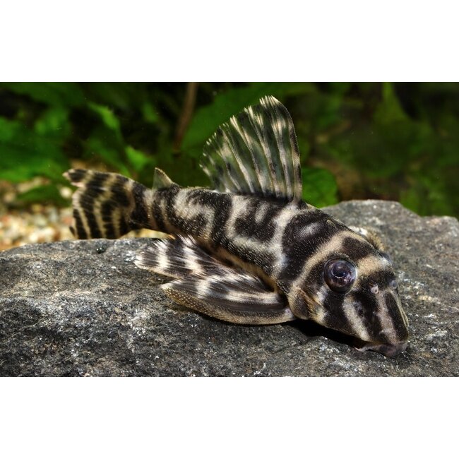 Hypancistrus Furunculus - L199 - Yellowhead Zebra Pleco